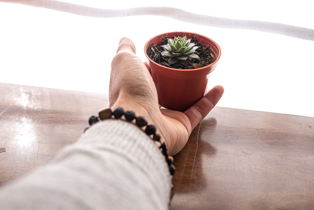 person holding red potted plant