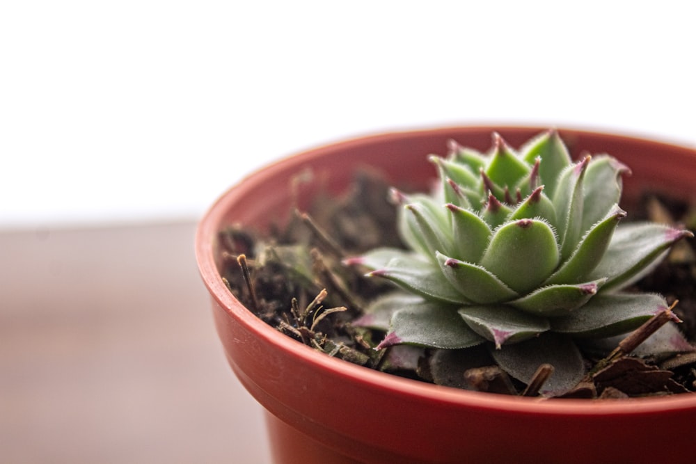 green succulent plant in brown clay pot