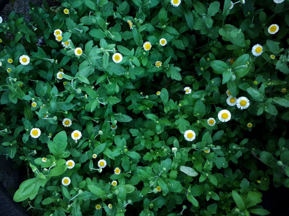 white flowers with green leaves