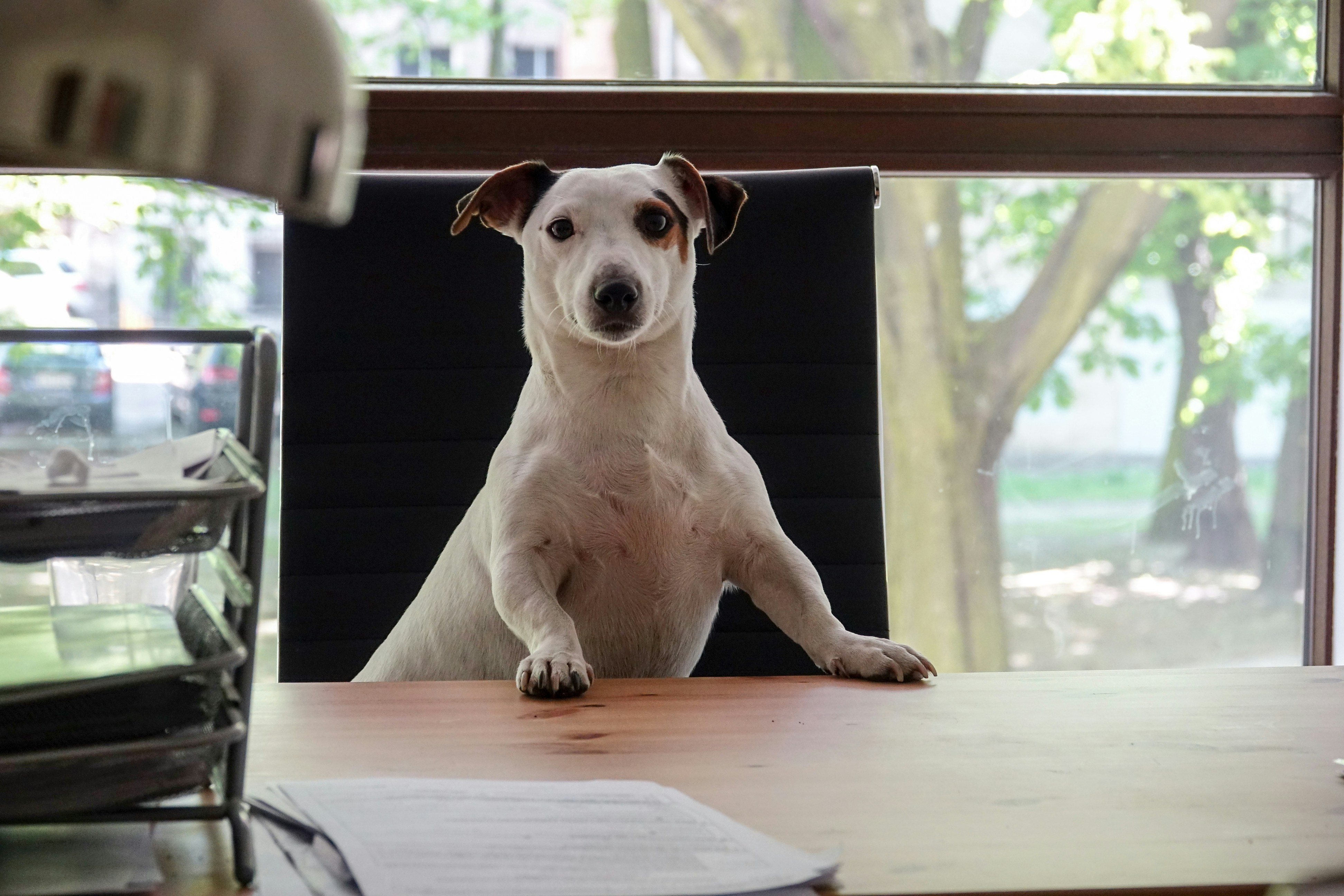 Petcube Emergency Fund vs. Pets at Home Insurance