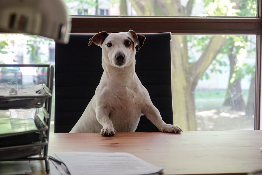 Lifetime vs Annual Pet Insurance: Which Is Better Value?
