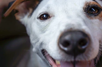 white and brown short coated dog