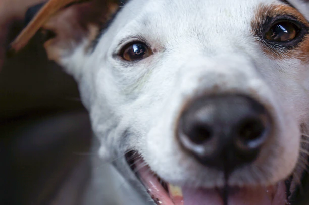 white and brown short coated dog