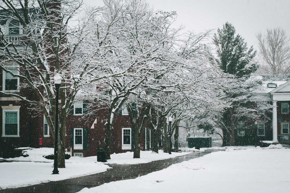 brown bare trees on snow covered ground during daytime