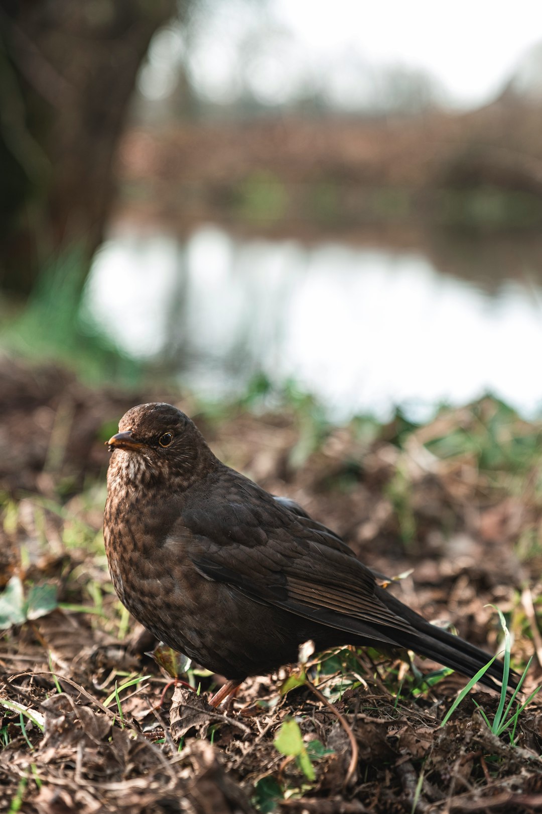 black bird on brown soil