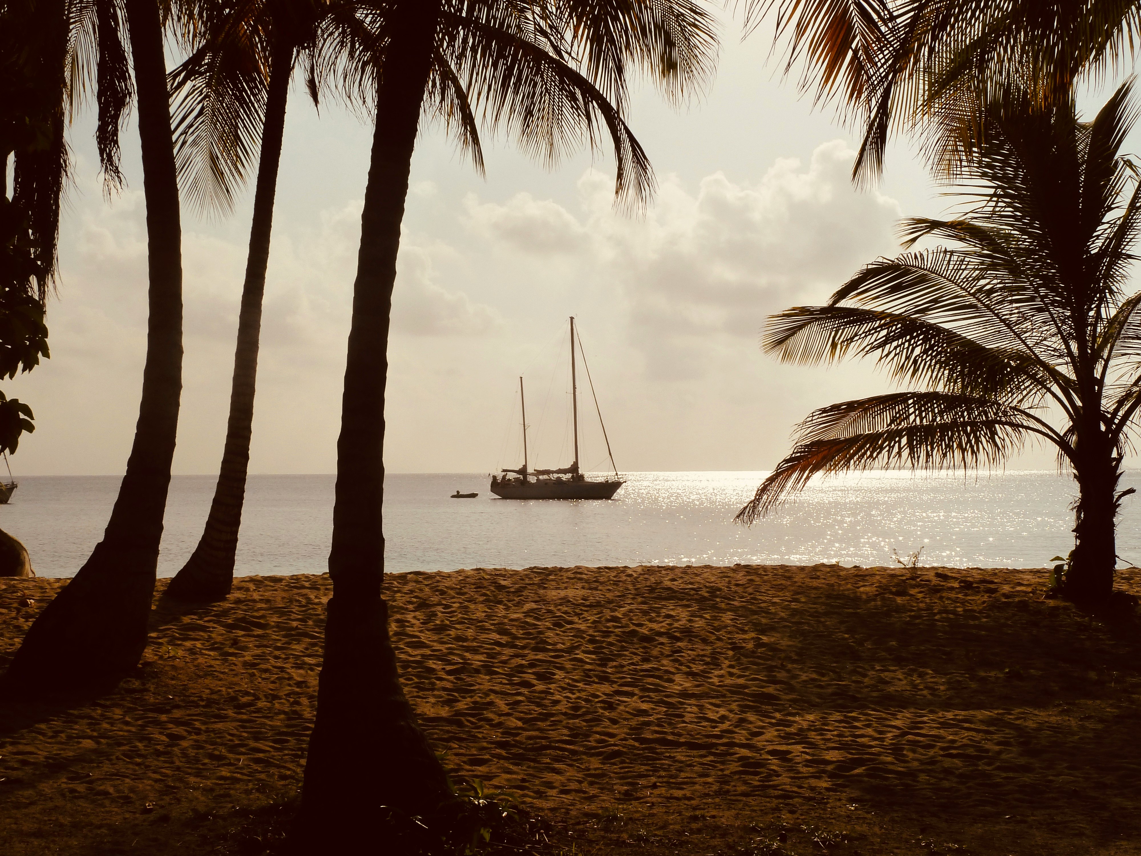 silhouette of palm trees near body of water during sunset