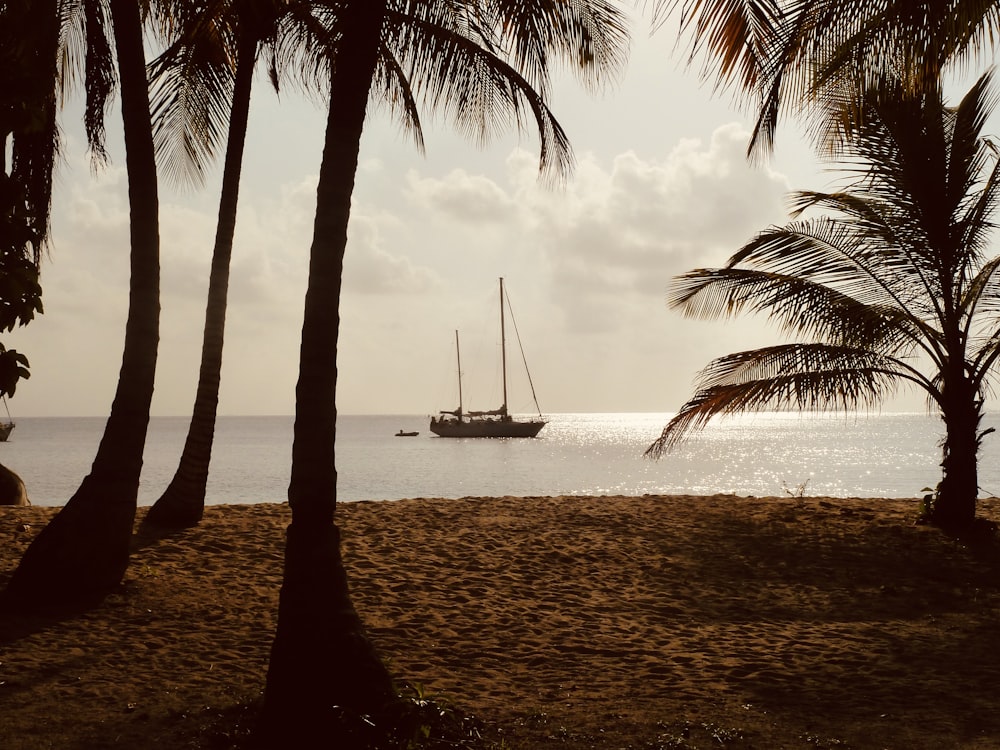 silhouette of palm trees near body of water during sunset