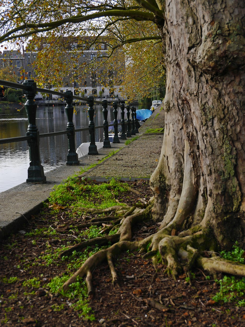 brown tree trunk near body of water during daytime