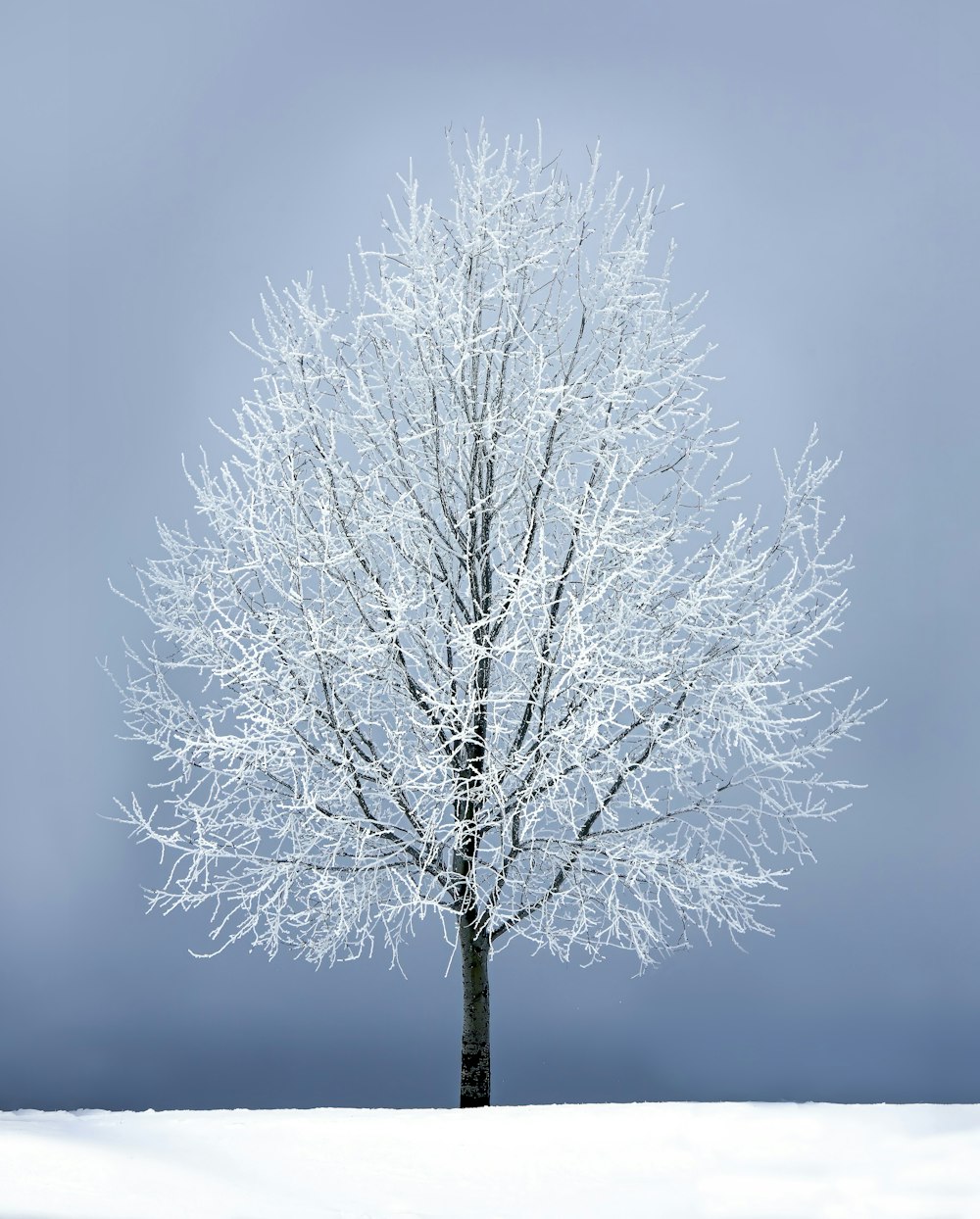 leafless tree under gray sky