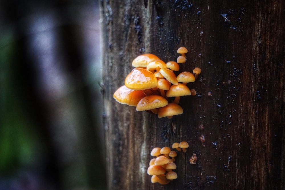 brown and white mushroom on brown wooden surface