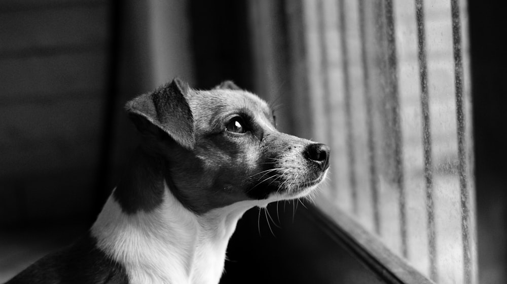 grayscale photo of short coated dog