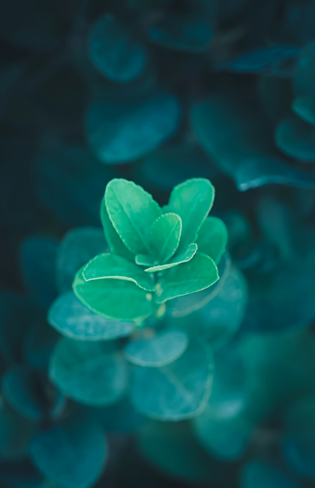 500+ Blue Green Pictures [HD] | Download Free Images on Unsplash