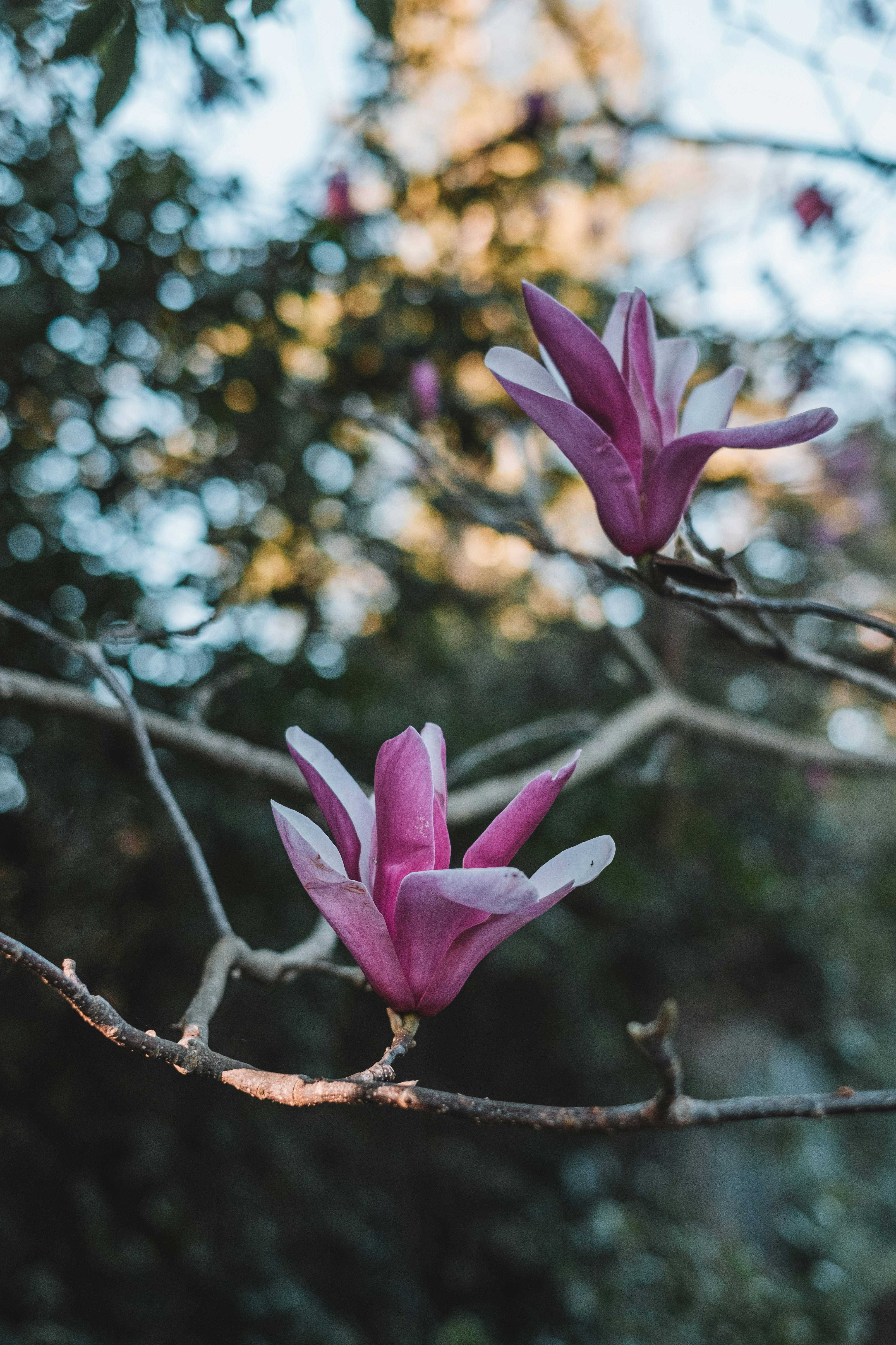 fiore viola sul ramo marrone dell'albero durante il giorno