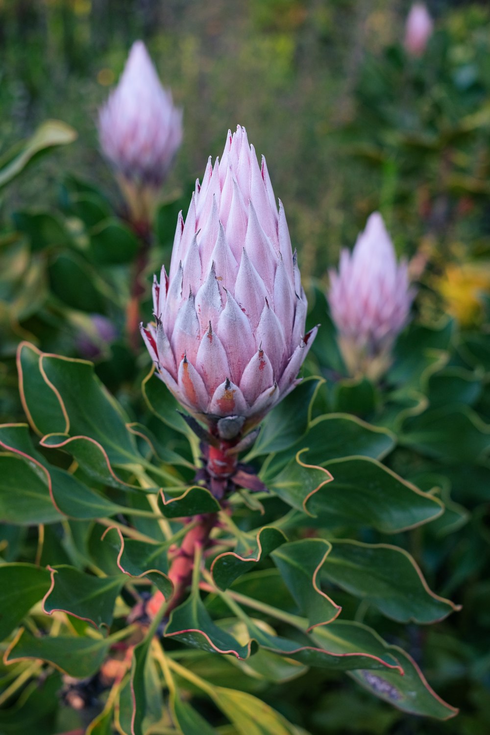 purple flower bud in close up photography