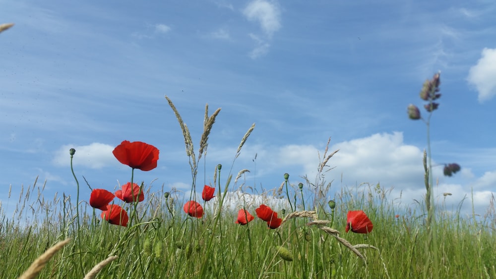 red tulips in green grass field under blue sky during daytime