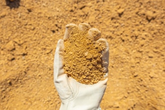 person in white long sleeve shirt holding brown sand