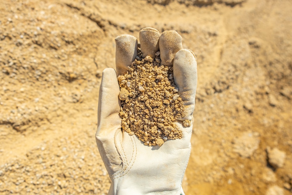 person holding brown dried leaves