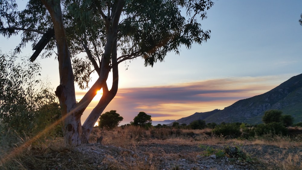 green tree on brown field during sunset