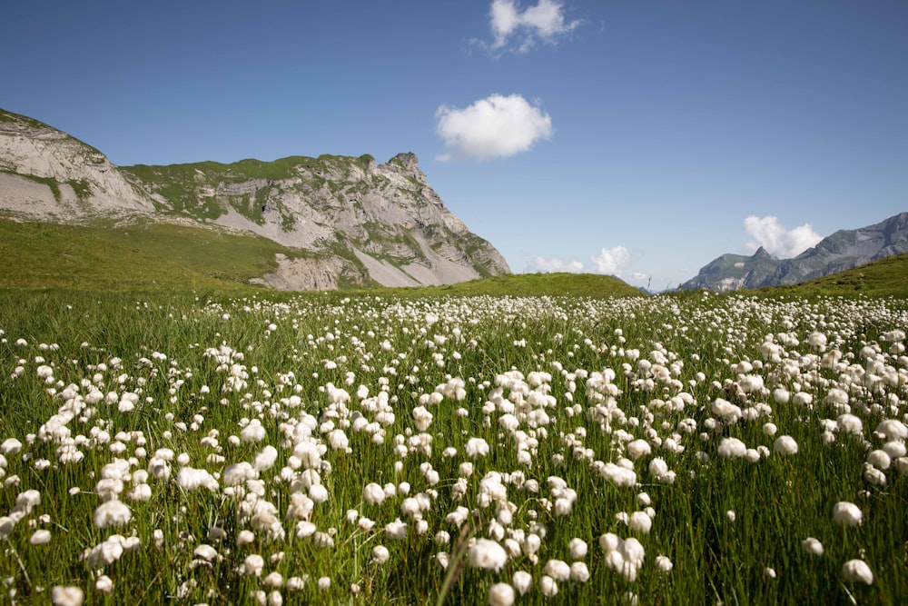 champ de fleurs blanches près de la montagne verte sous le ciel bleu pendant la journée