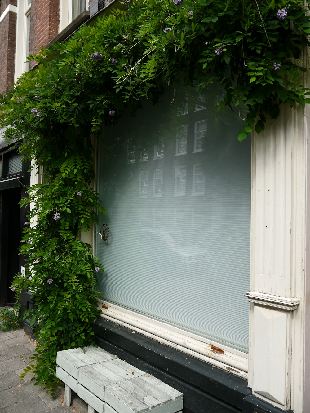 green leaf plant near white wooden window
