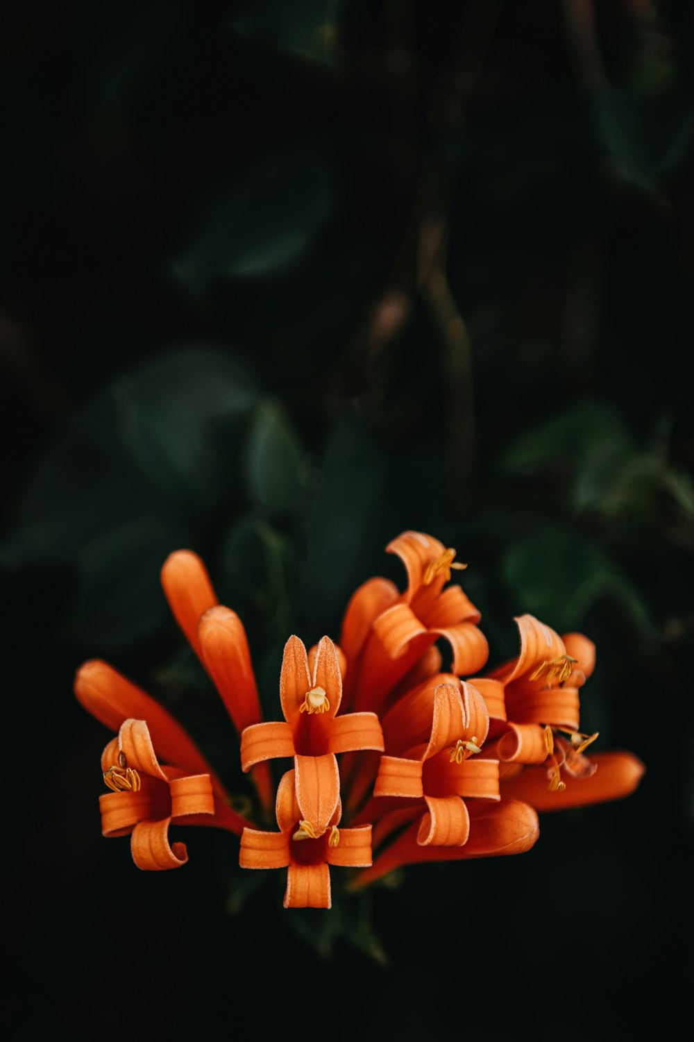 orange flower in tilt shift lens