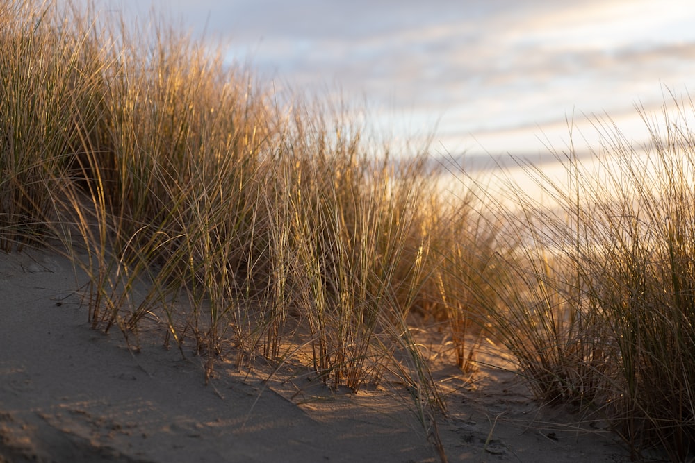 brown grass on gray sand during daytime