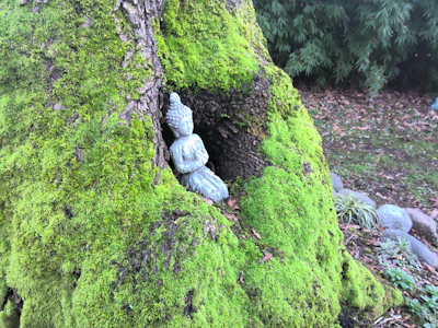 A Buddhabear meditating atop a mossy rock surrounded by ancient forest.