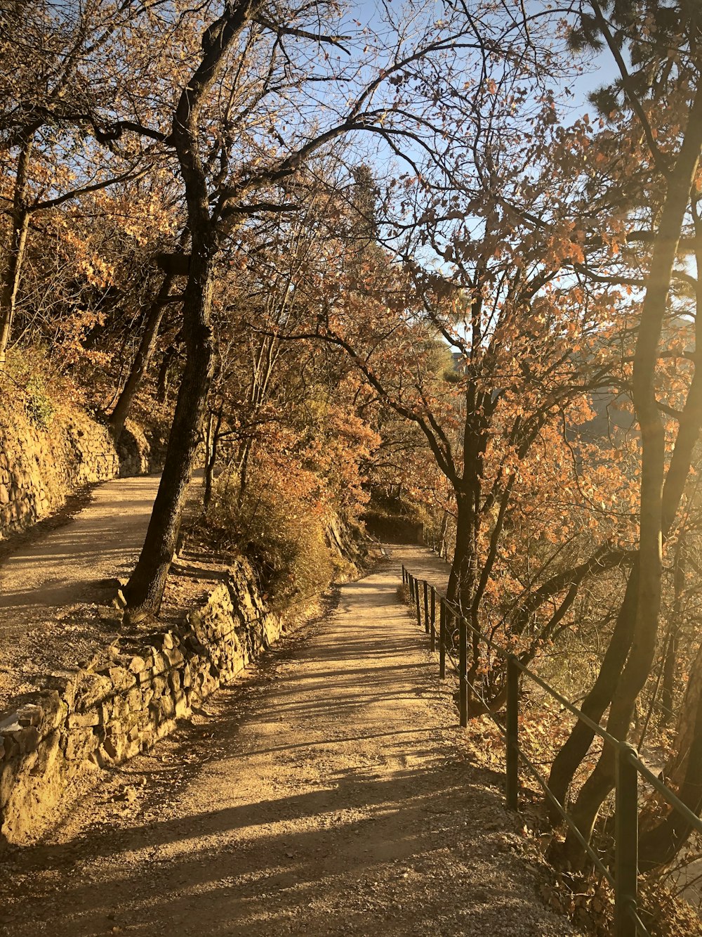 brown trees on brown dirt road during daytime