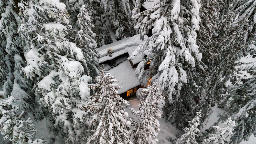 snow covered trees and house during daytime