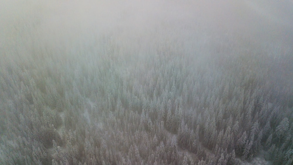 white and gray grass field