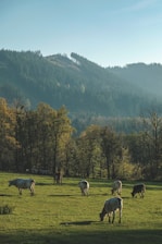 Cows are grazing on a lush green meadow with a backdrop of densely forested hills. The trees have a mix of greens and autumnal colors, and sunlight bathes the landscape in a serene glow.