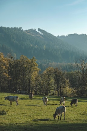 Holstein cows grazing in lush green pastures.