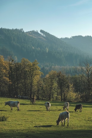 Cows are grazing on a lush green meadow with a backdrop of densely forested hills. The trees have a mix of greens and autumnal colors, and sunlight bathes the landscape in a serene glow.