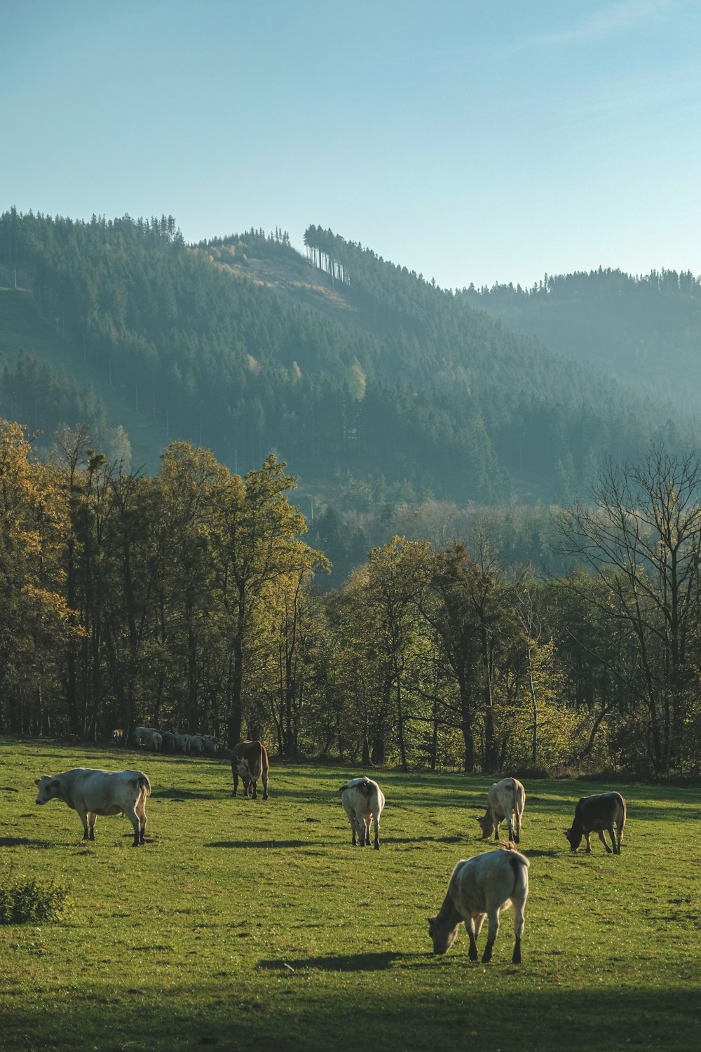 herd of sheep on green grass field during daytime