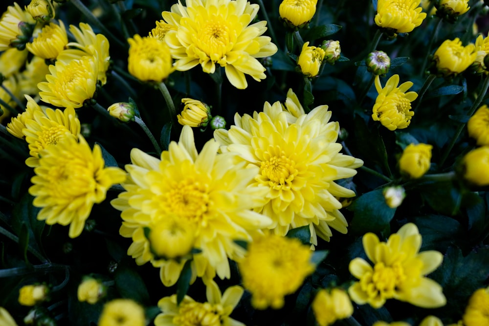 yellow flowers in tilt shift lens