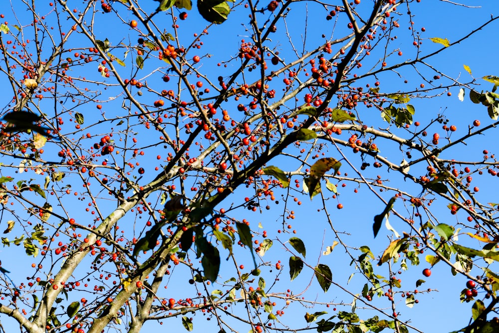 昼間は茶色の木の枝に緑と茶色の葉をつける