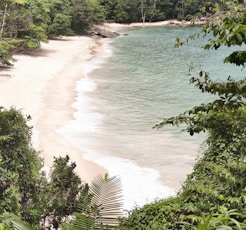 green trees near body of water during daytime