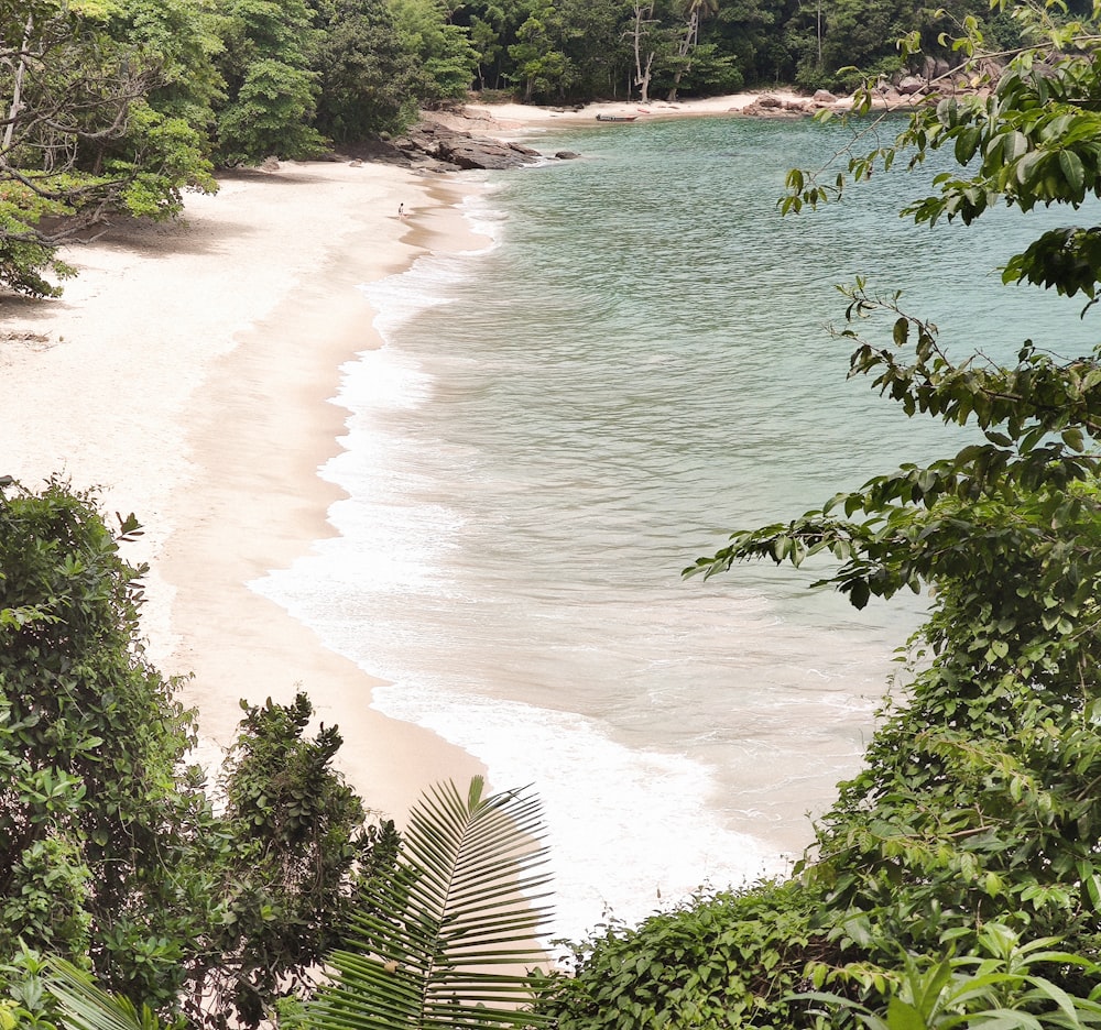 green trees near body of water during daytime