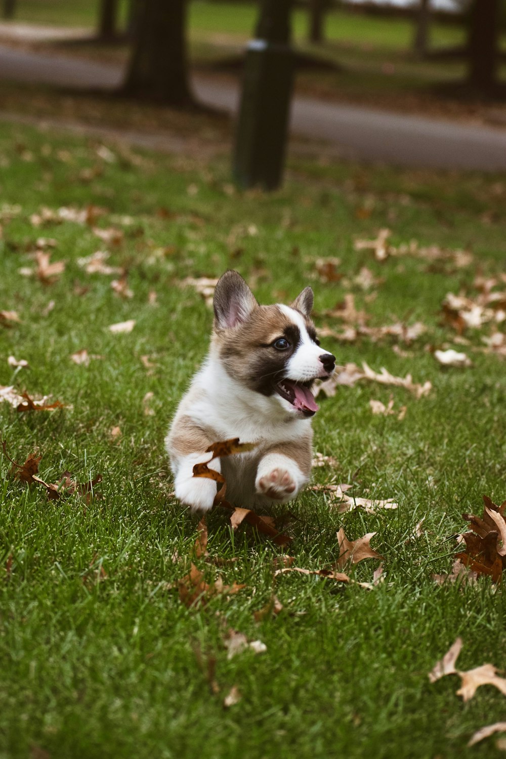 white and brown puppy running on green grass field during daytime