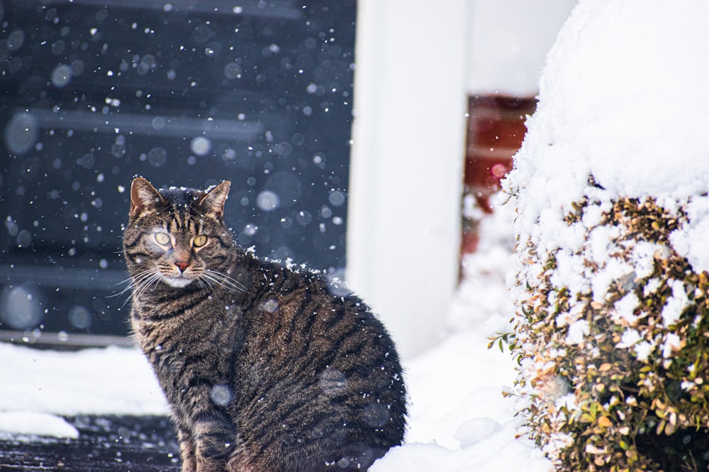 brown tabby cat on snow covered ground