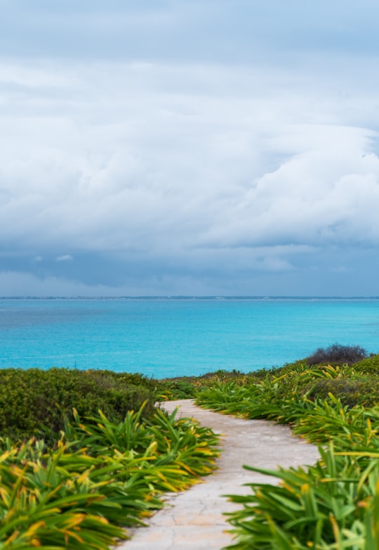 green grass near body of water during daytime in Isla Mujeres Mexico