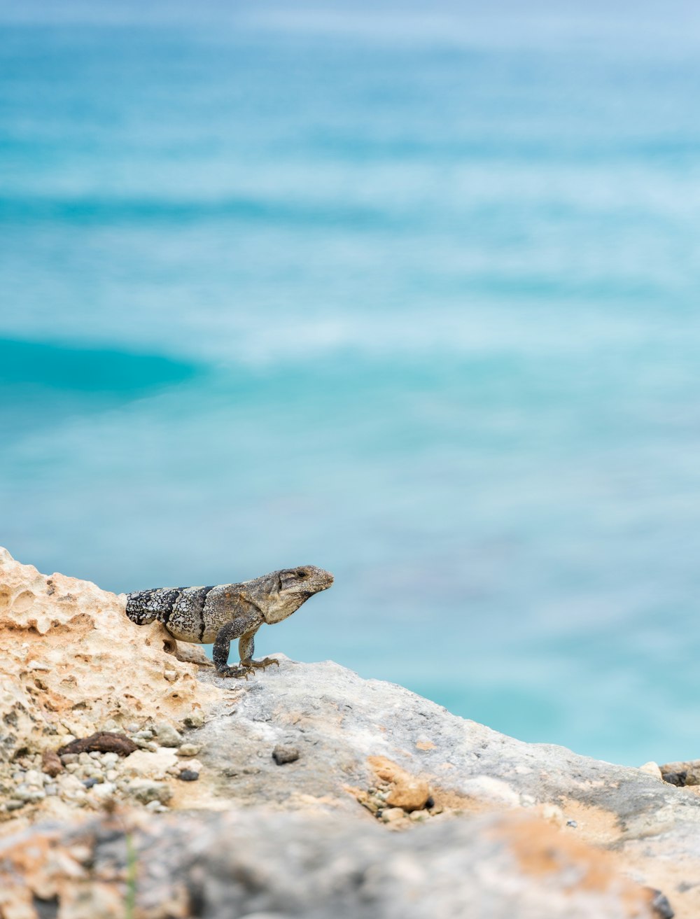 black and white lizard on rock near body of water during daytime