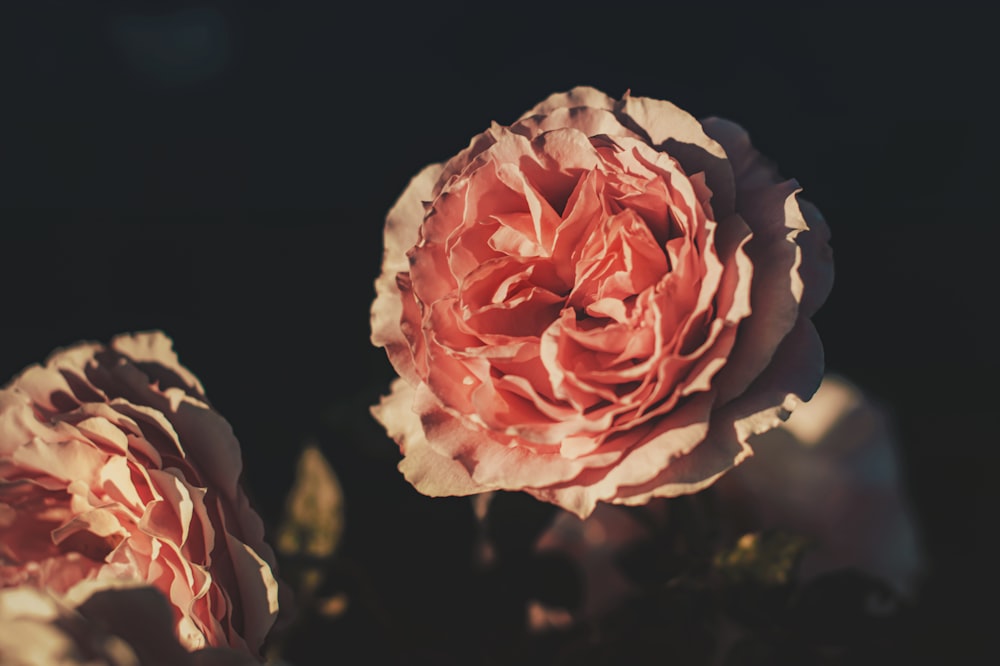 pink rose in bloom close up photo