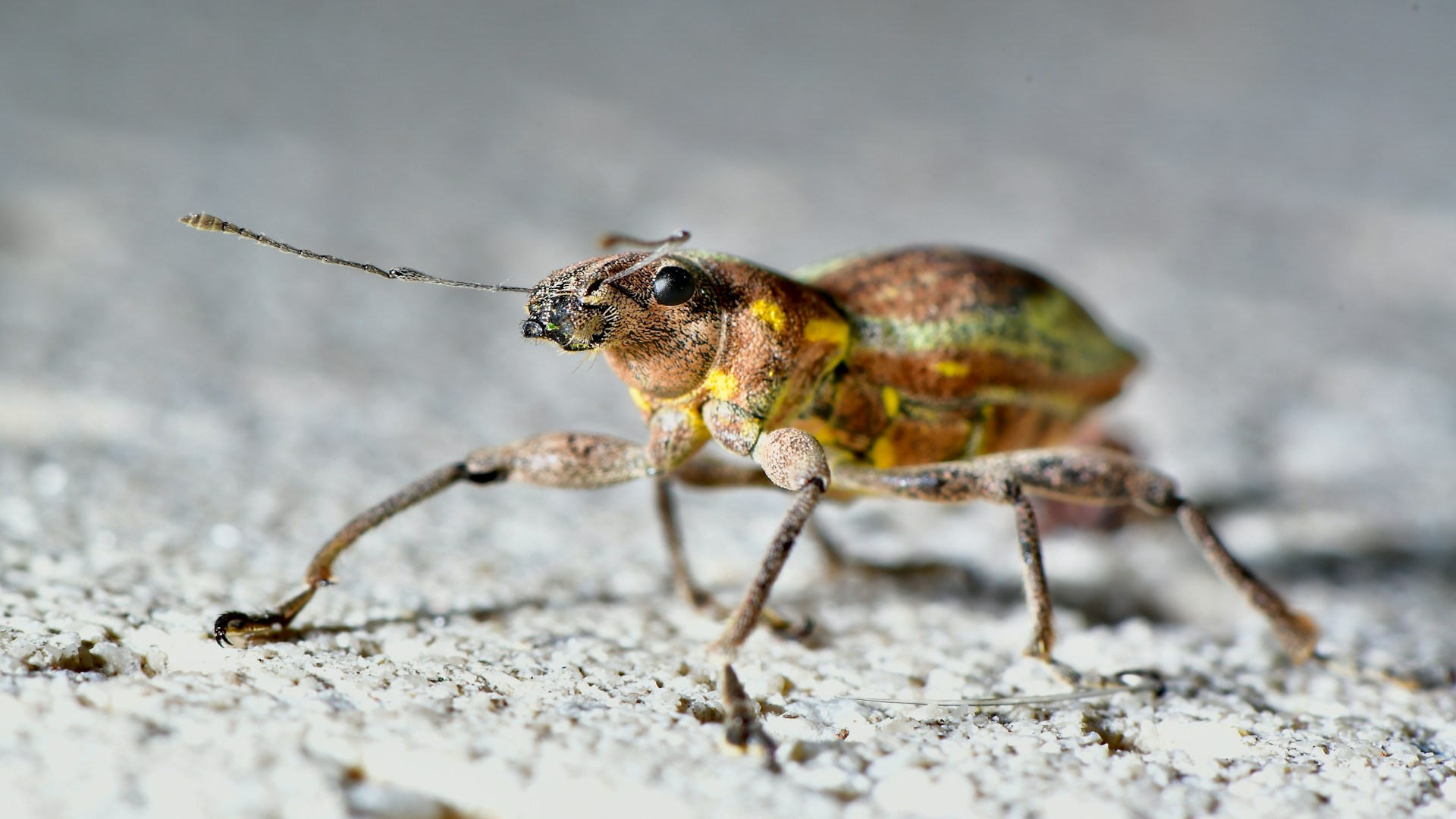 brown and black insect on white surface