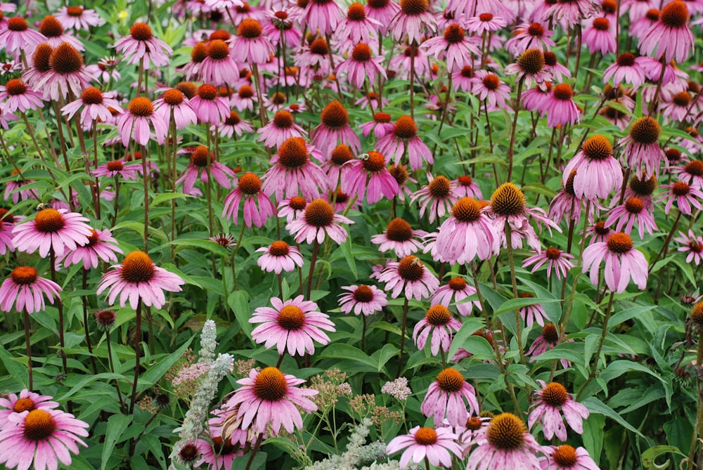 pink and white flowers during daytime