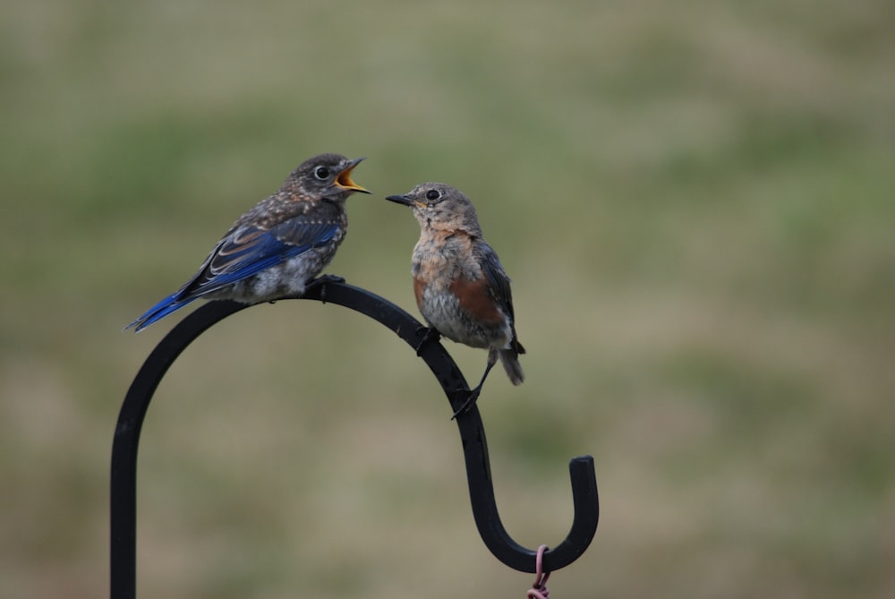 pájaro marrón y azul en barra de metal negro durante el día