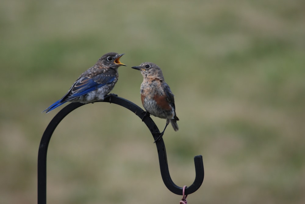 brown and blue bird on black metal bar during daytime