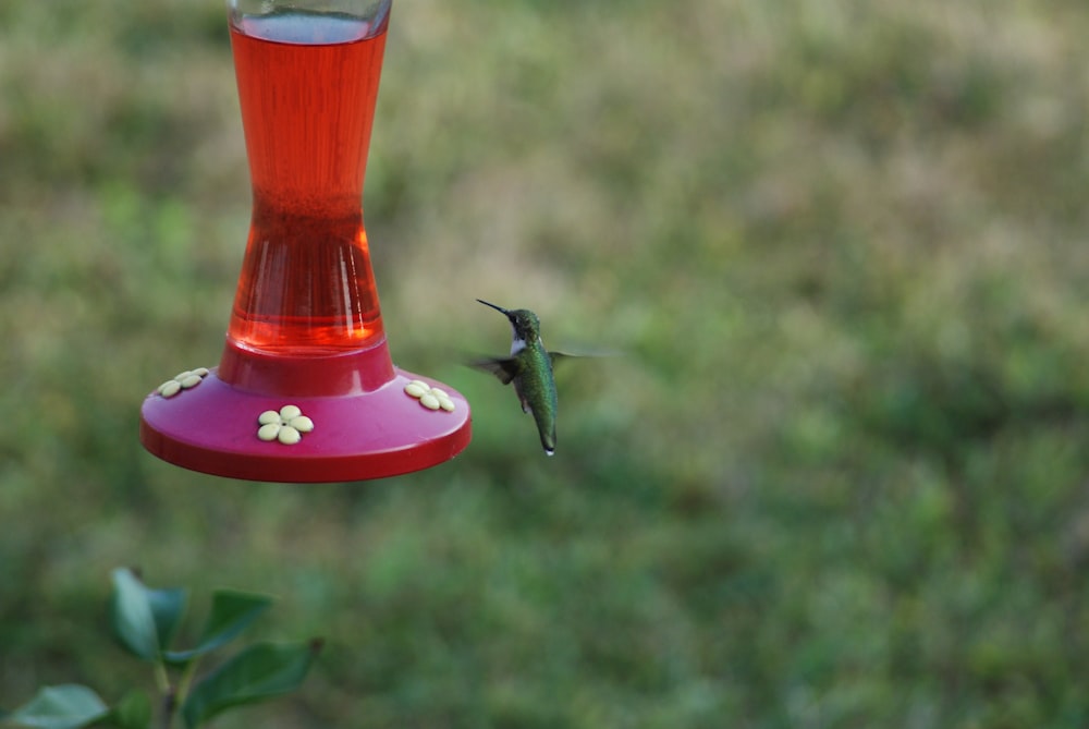 赤い鳥の餌箱に緑と黒のハチドリ