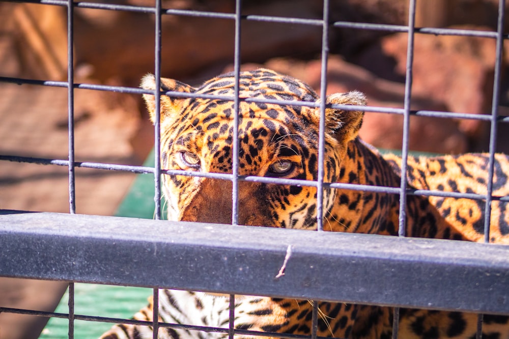 leopard on cage during daytime
