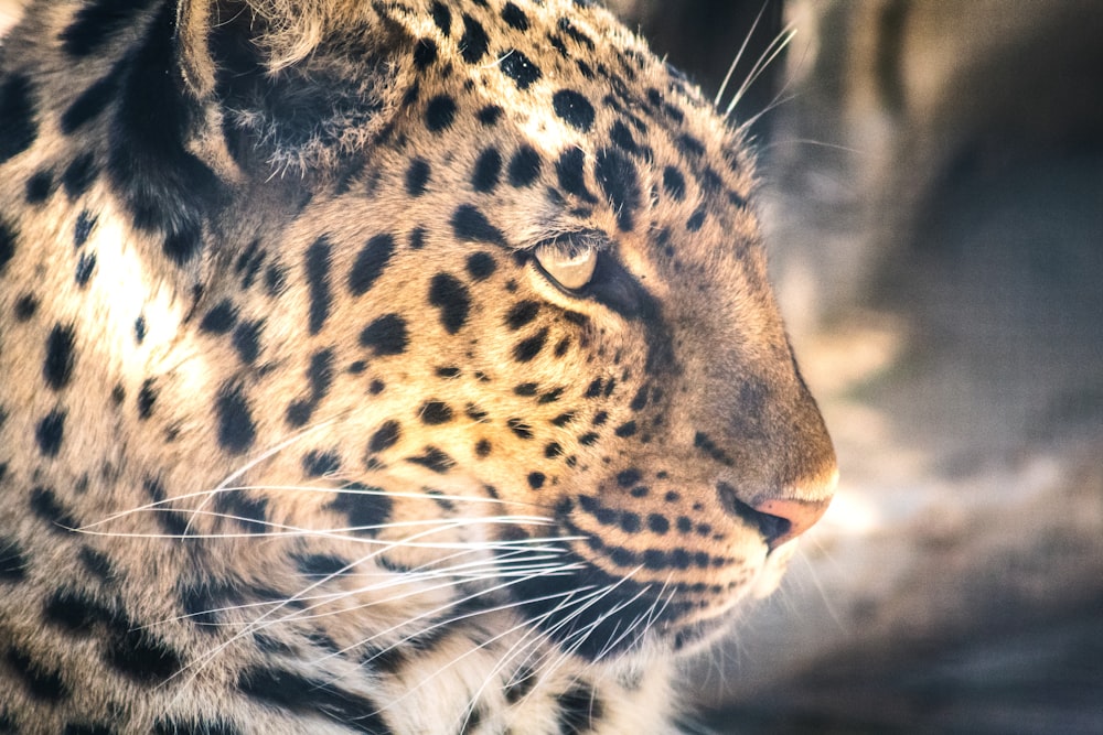 leopardo marrone e nero in fotografia ravvicinata